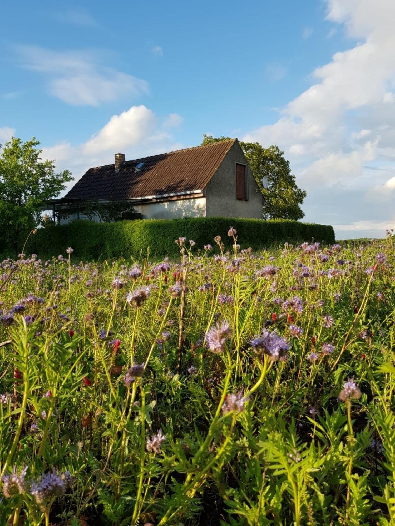 Ferienhaus Gransee Unmittelbar Am Stechlinsee - Radweg Екстериор снимка